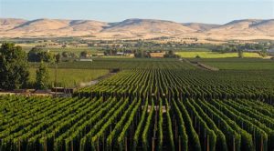 Hop Farms in Northwest produce most of the hops for micro and home brewers. Harvesting is a manual operation.