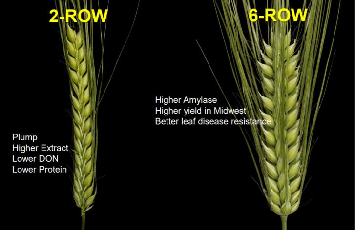 Familiar terms-2 Row and 6 Row Barley