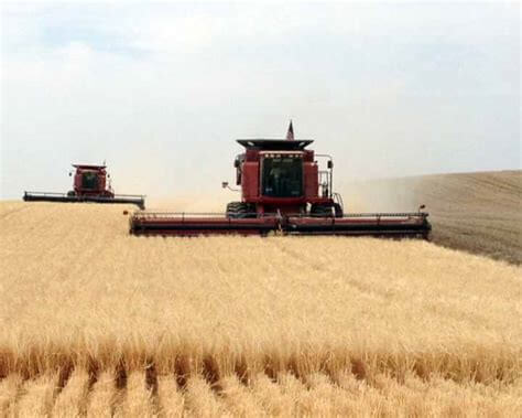 Barley Harvest