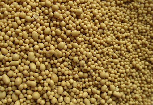 Under a microscope this is Yeast