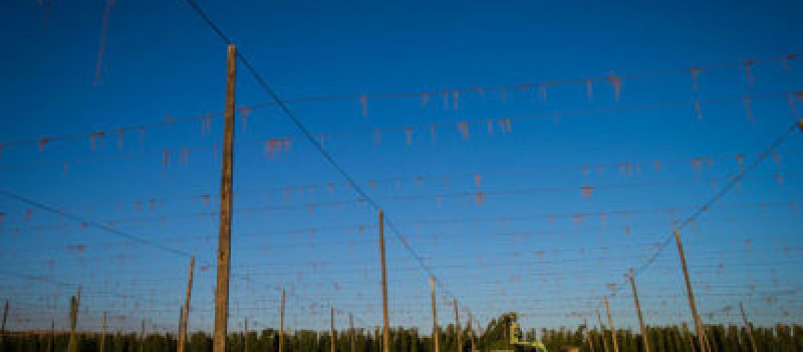 ych harvest Yakima Chief Hops Harvest 2020